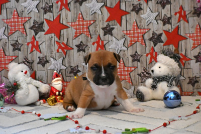 Les chiots de Staffordshire Bull Terrier