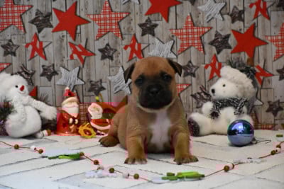 Les chiots de Staffordshire Bull Terrier