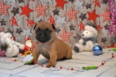 Les chiots de Staffordshire Bull Terrier