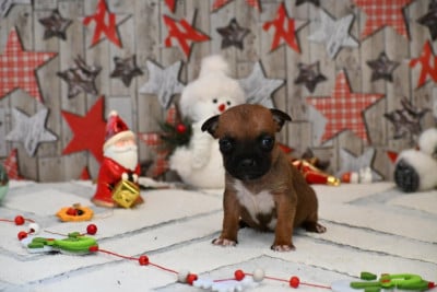 Les chiots de Staffordshire Bull Terrier