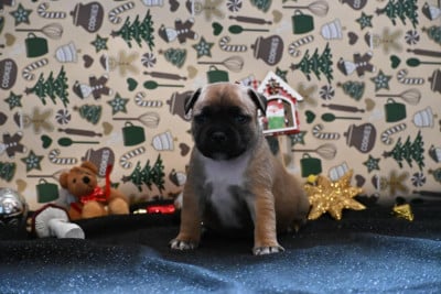 Les chiots de Staffordshire Bull Terrier