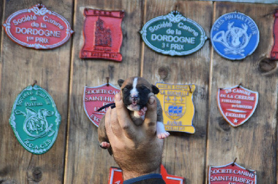 Les chiots de Staffordshire Bull Terrier