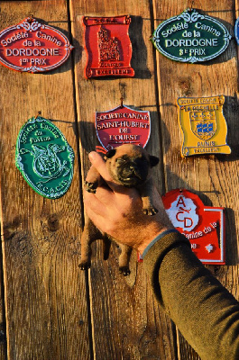 Les chiots de Staffordshire Bull Terrier