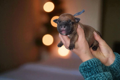 Les chiots de Staffordshire Bull Terrier