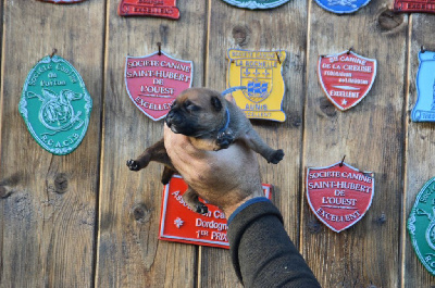 Les chiots de Staffordshire Bull Terrier