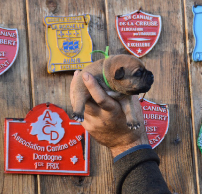 Les chiots de Staffordshire Bull Terrier