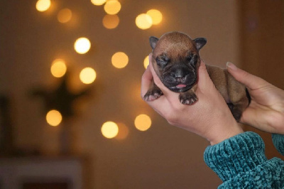 Les chiots de Staffordshire Bull Terrier