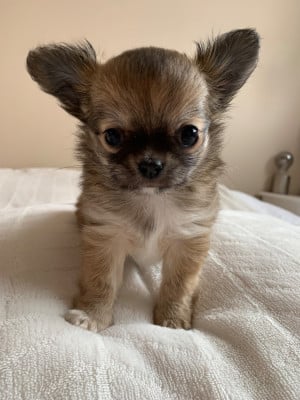 Les chiots de Chihuahua