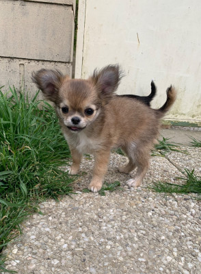 Les chiots de Chihuahua