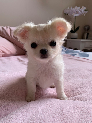 Les chiots de Chihuahua