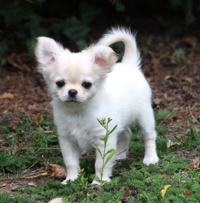Les chiots de Chihuahua