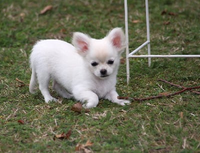 Les chiots de Chihuahua
