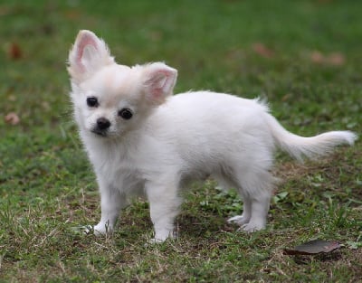 Les chiots de Chihuahua