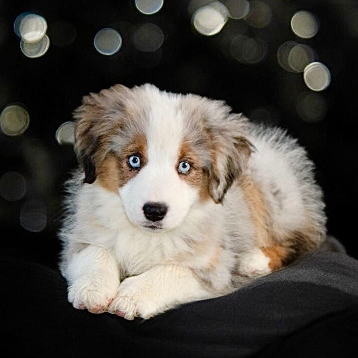 Atlanta du domaine de nelson