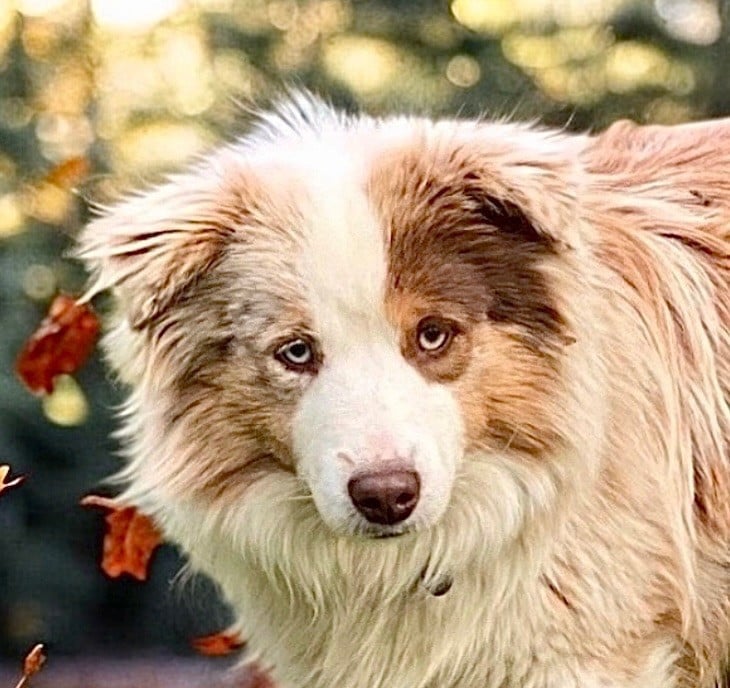 Harper - beneditta mini de la terra del falco