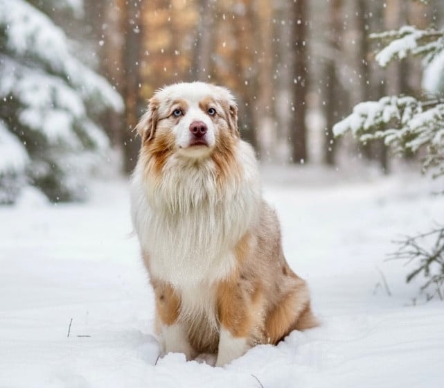 Sevenne du pic d'Espade