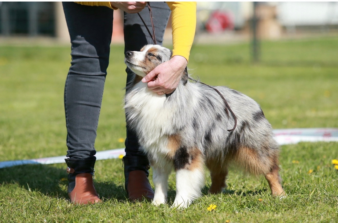 Tumultueuse agathe Des Plaines De Barbizon