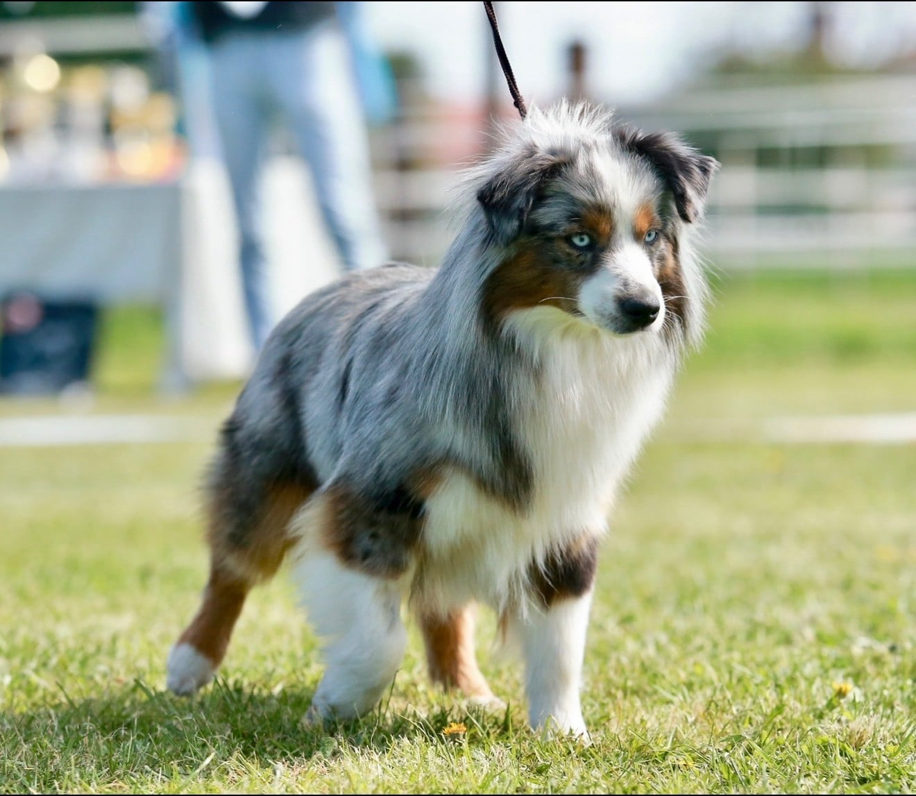 Tumultueuse agathe Des Plaines De Barbizon