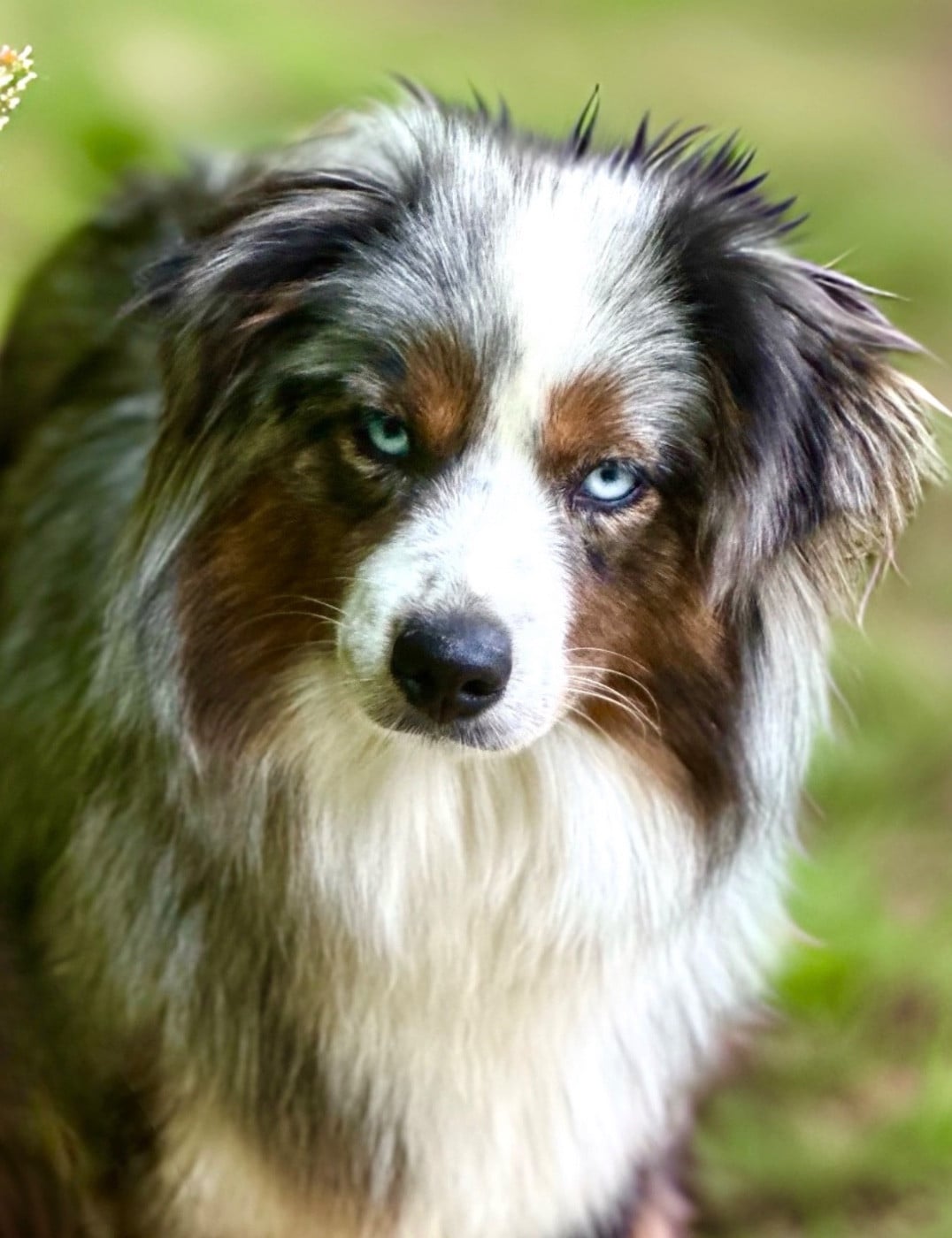 Tumultueuse agathe Des Plaines De Barbizon