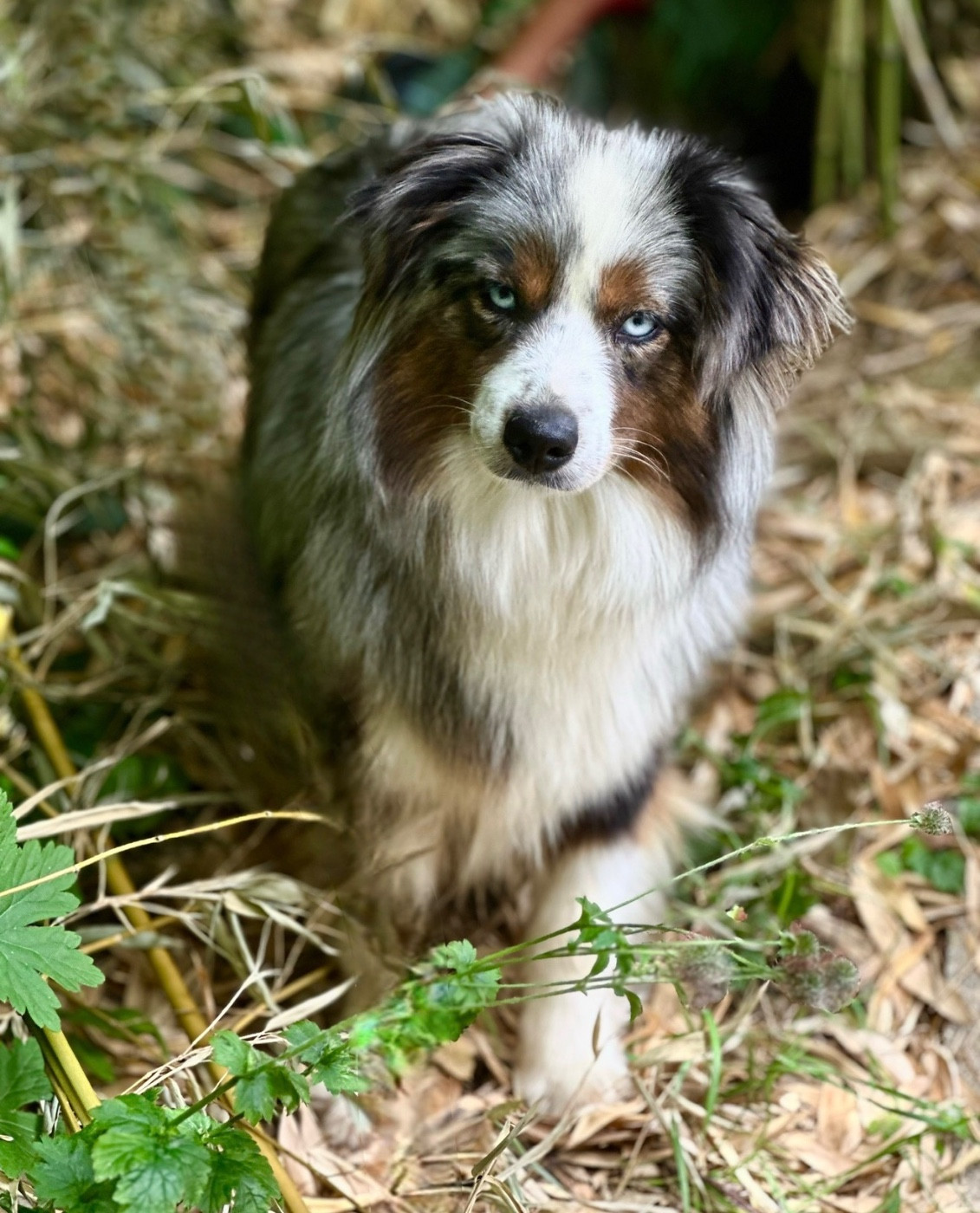 Tumultueuse agathe Des Plaines De Barbizon