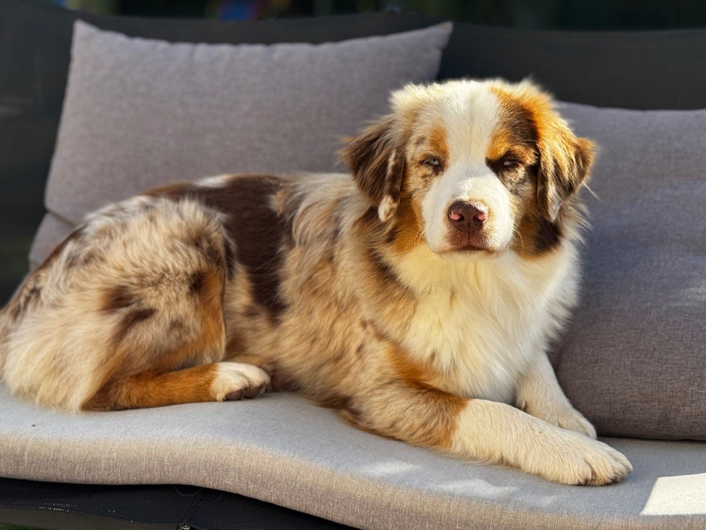 Aspen Des Plaines De Barbizon