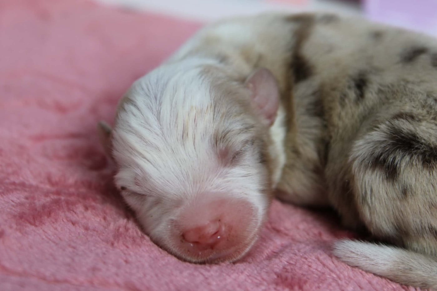 Femelle rouge merle 2