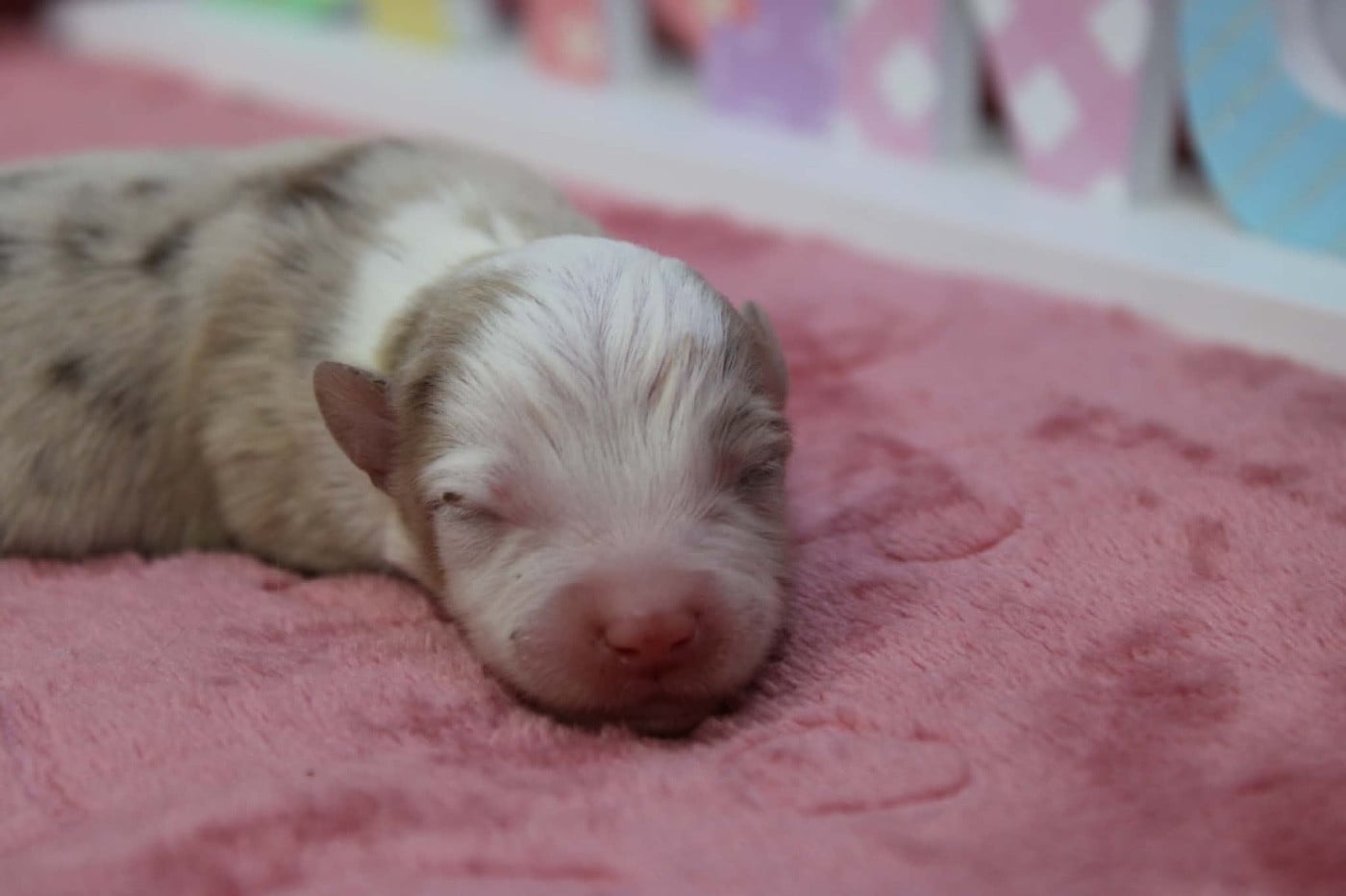 Femelle rouge merle 2