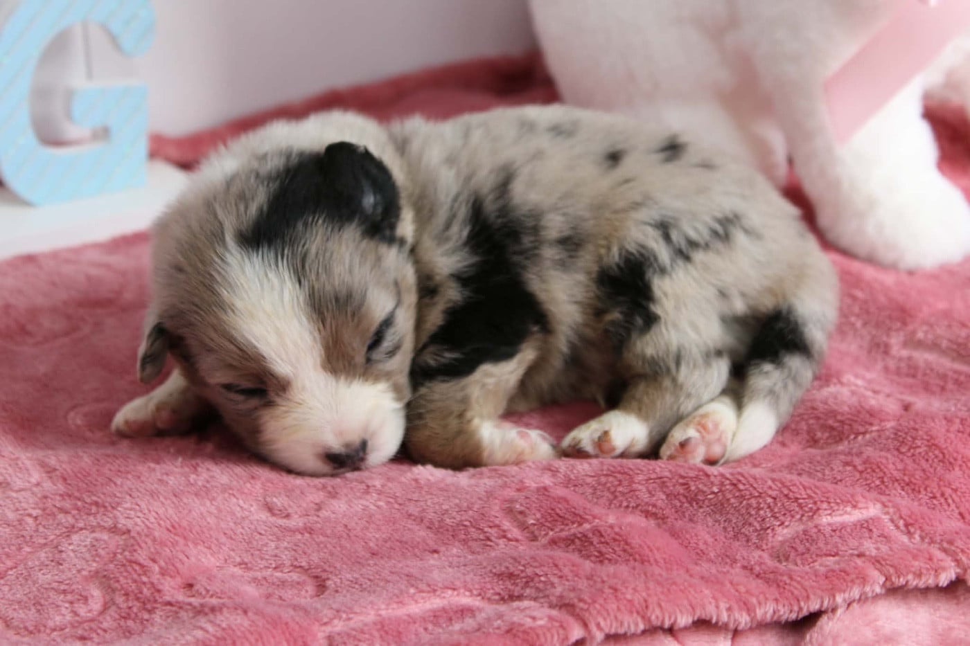 MÂLE BLEU MERLE QL