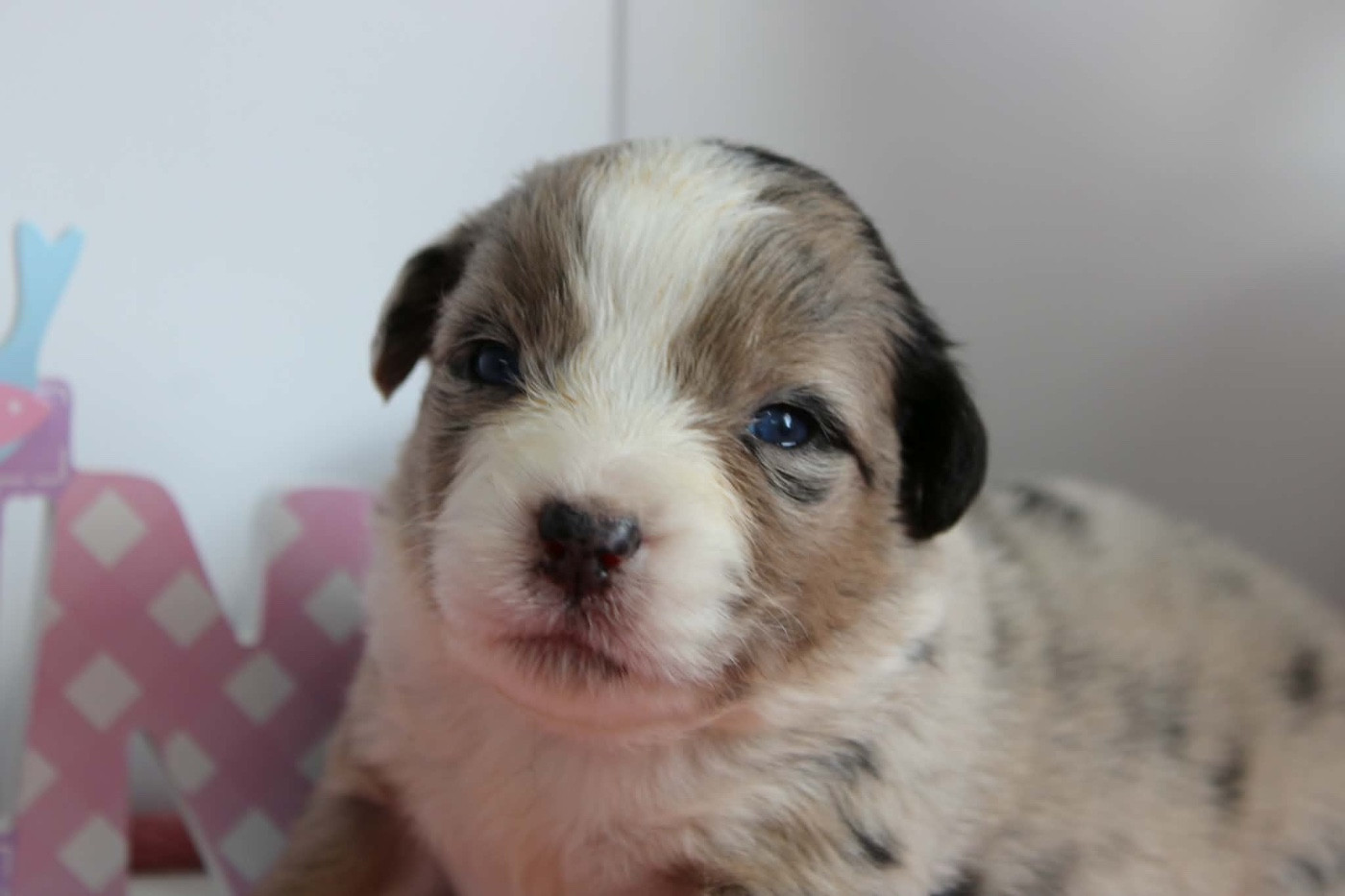 MÂLE BLEU MERLE QL