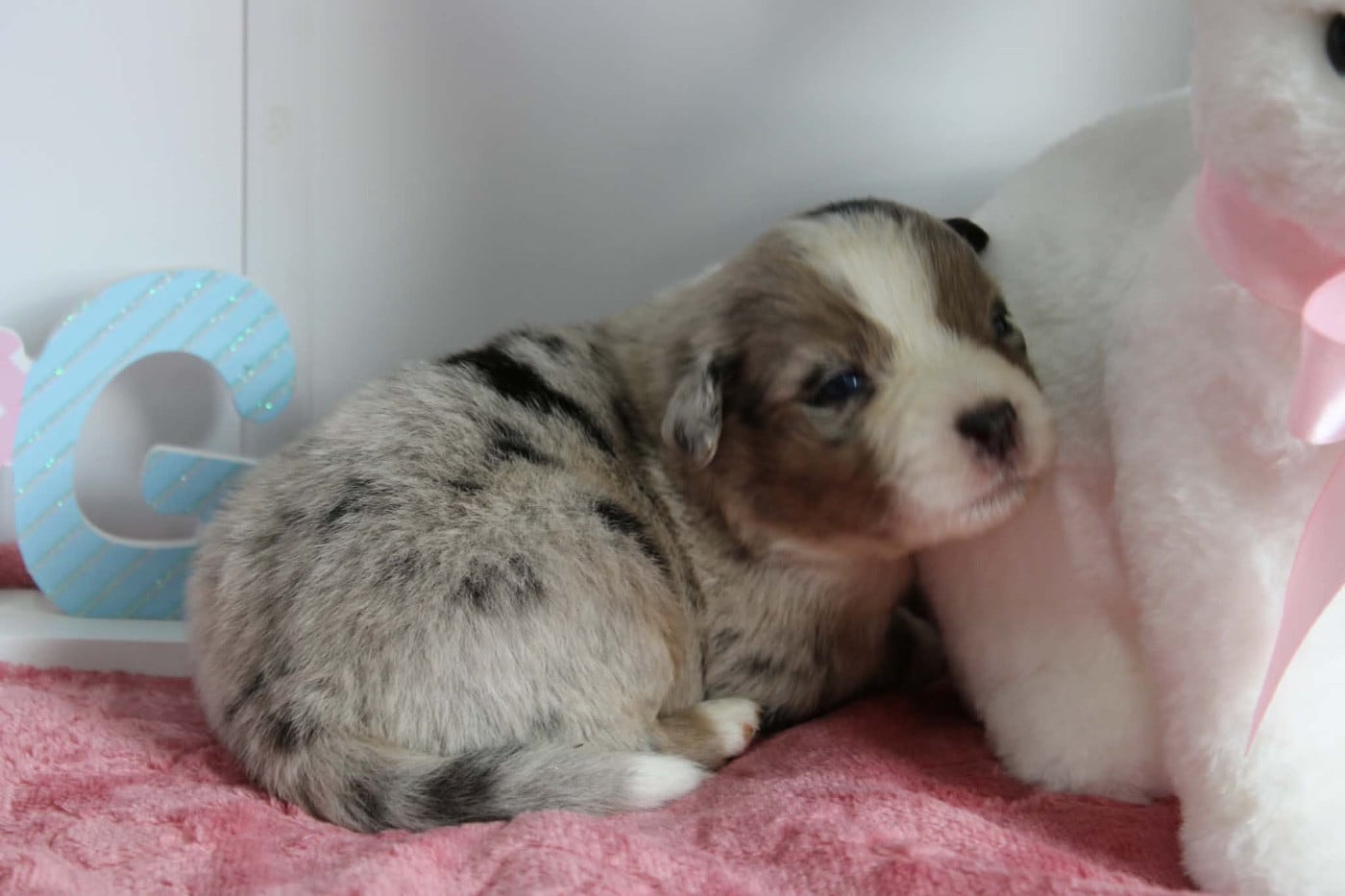 MÂLE BLEU MERLE QL