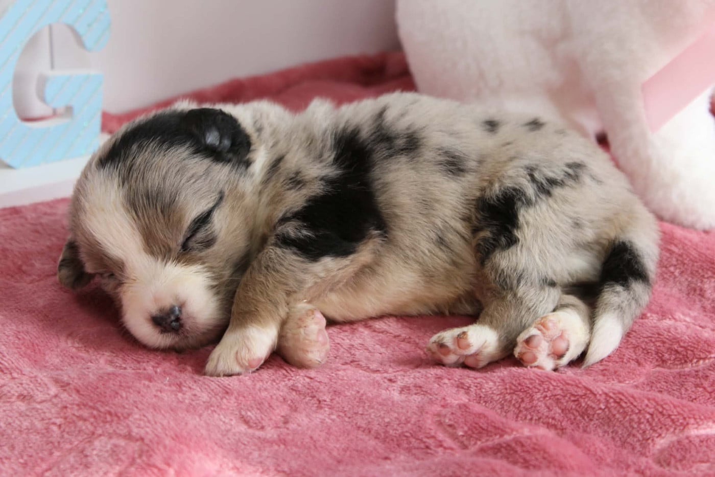 MÂLE BLEU MERLE QL