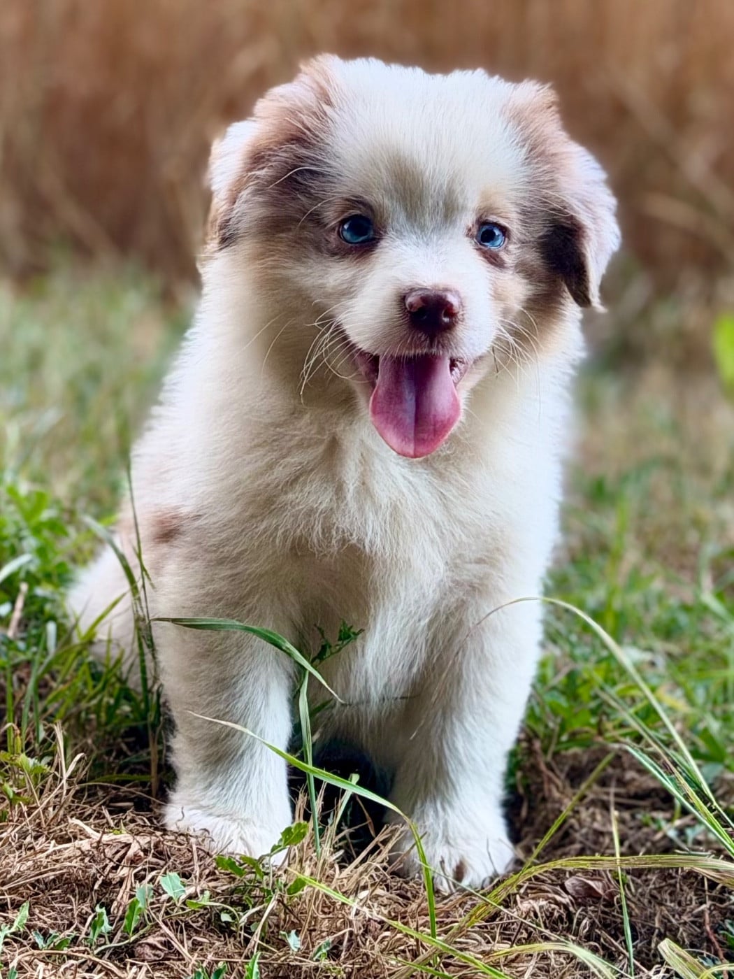 BROWNIE BROWN Femelle Rouge merle Cc Qc