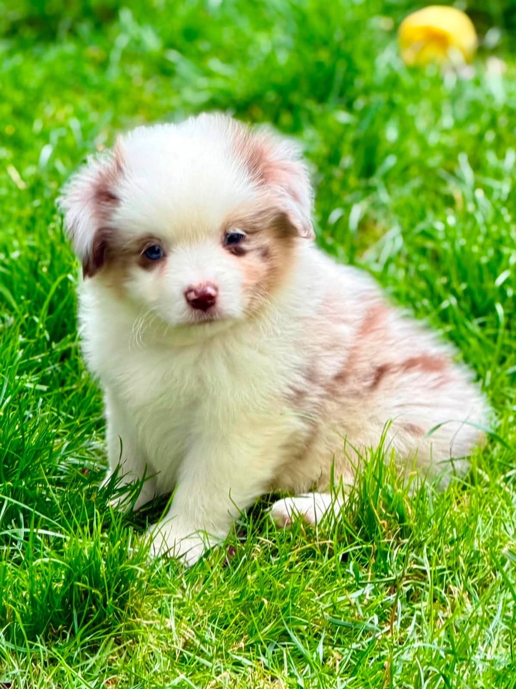 BROWNIE BROWN Femelle Rouge merle Cc Qc