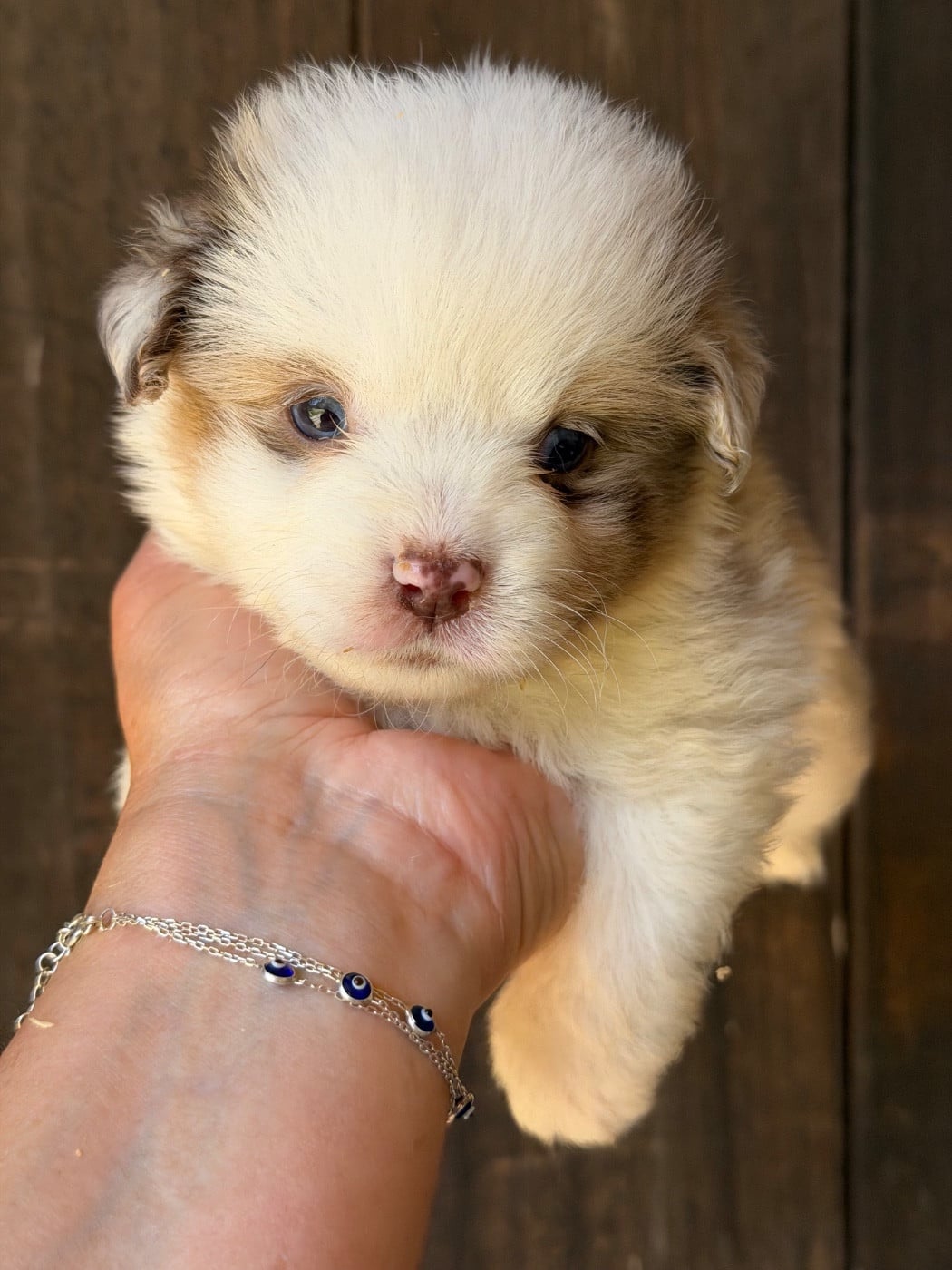 BROWNIE BROWN Femelle Rouge merle Cc Qc