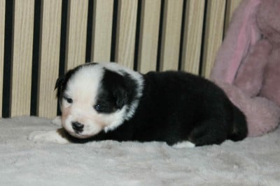 Les chiots de Berger Américain Miniature