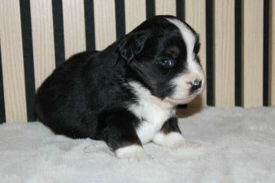 Les chiots de Berger Américain Miniature 