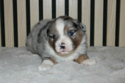 Les chiots de Berger Américain Miniature 