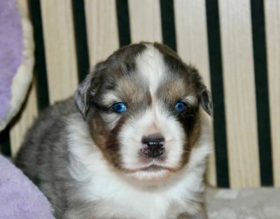 Les chiots de Berger Américain Miniature 