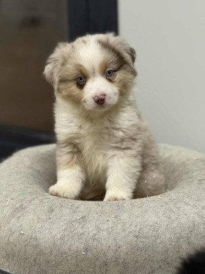 Les chiots de Berger Américain Miniature 