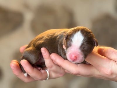 Les chiots de Berger Américain Miniature 