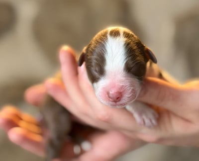 Les chiots de Berger Américain Miniature 