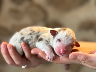 Les chiots de Berger Américain Miniature 