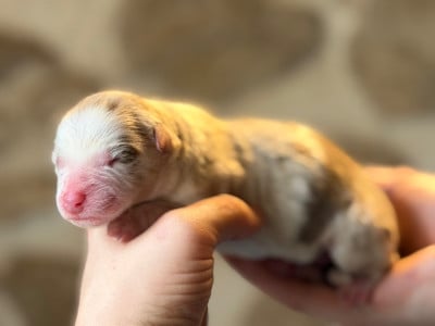 Les chiots de Berger Américain Miniature 