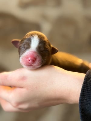 A RED BULL - Berger Américain Miniature 