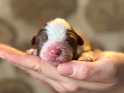 A RED SKY - Berger Américain Miniature 