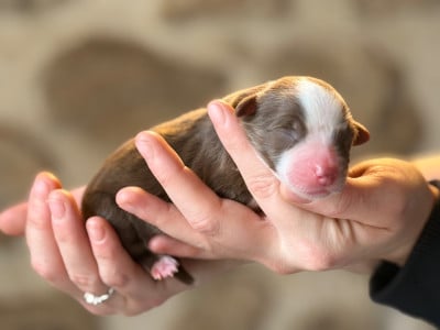 A RED ROCK - Berger Américain Miniature 