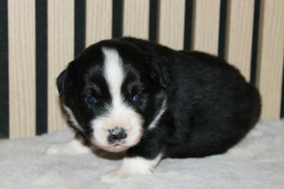 Les chiots de Berger Américain Miniature