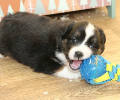 Les chiots de Berger Américain Miniature
