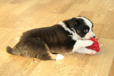 Les chiots de Berger Américain Miniature