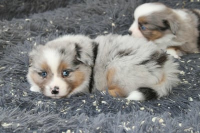 Les chiots de Berger Américain Miniature 